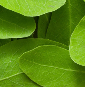 Organic Moringa