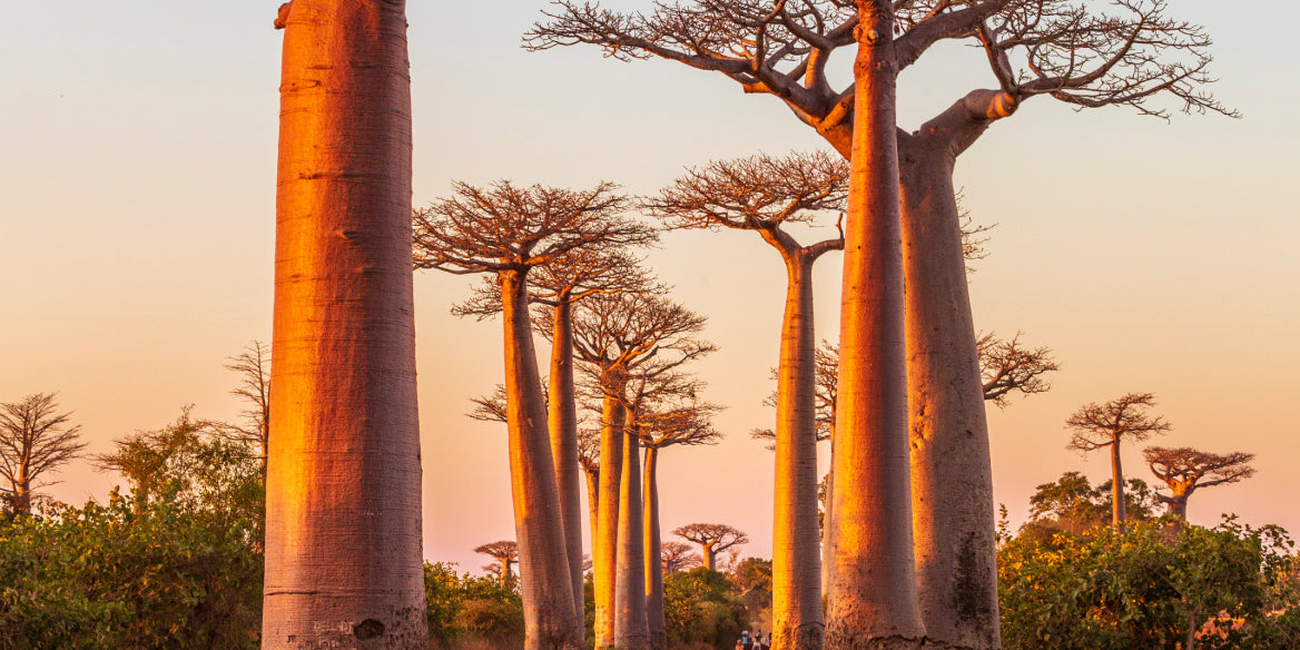 How Baobab Powder Boosts Immunity and Protects Cells