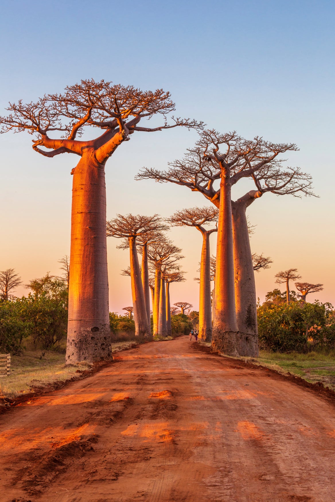 How Baobab Powder Boosts Immunity and Protects Cells