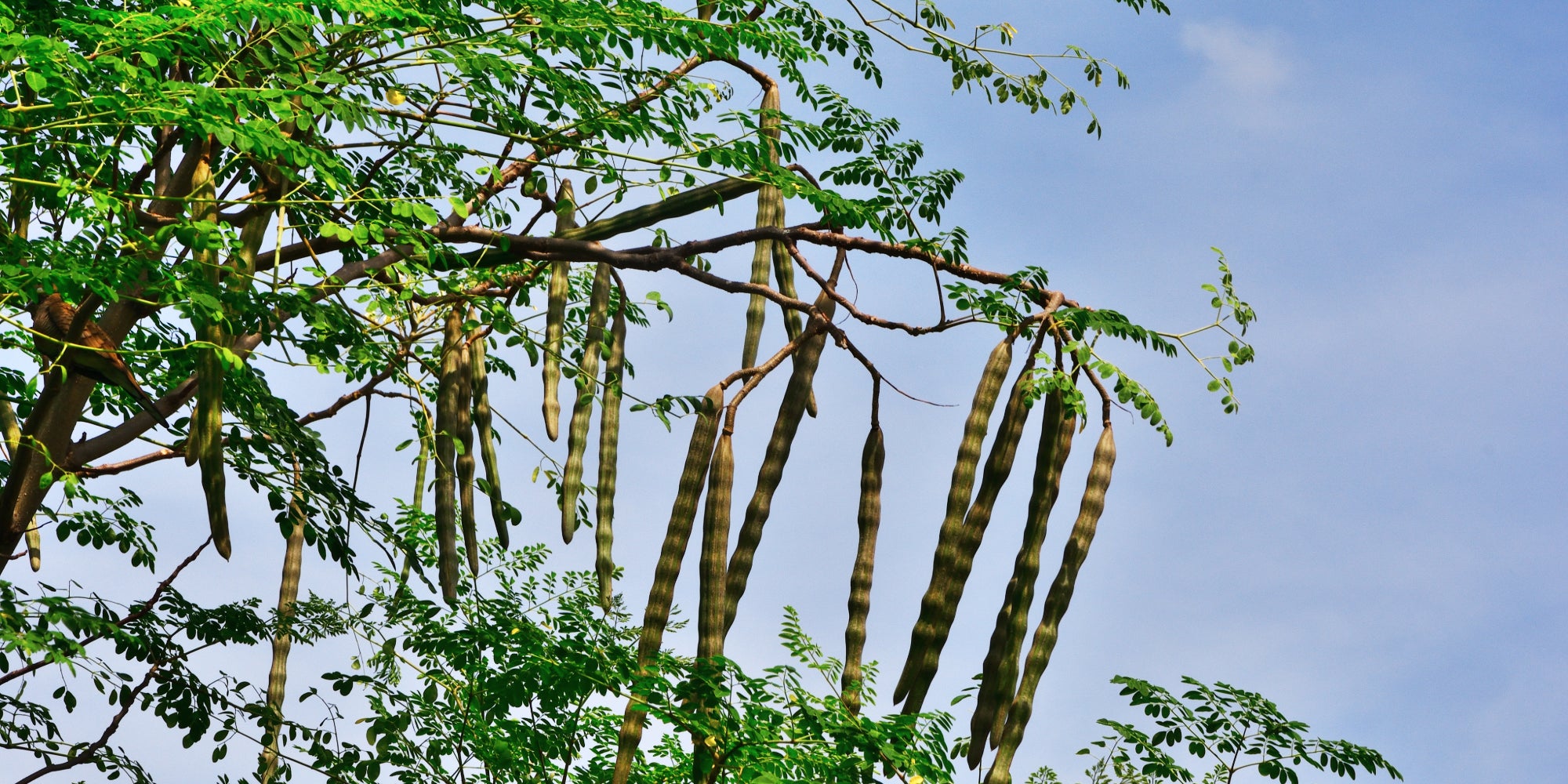 What Are the Benefits of Moringa for Immune Support?