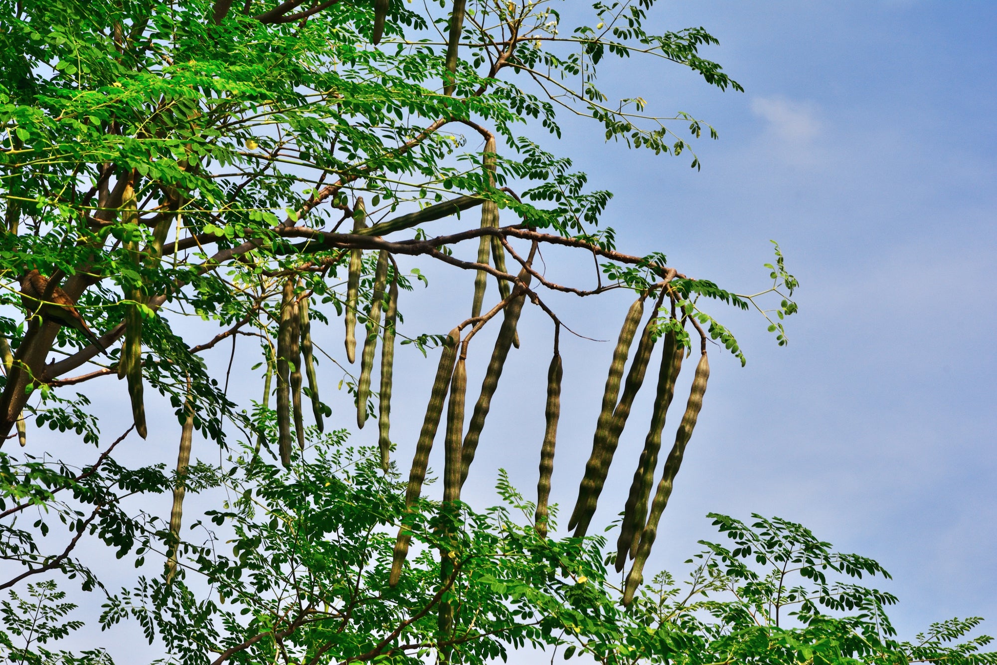 What Are the Benefits of Moringa for Immune Support?