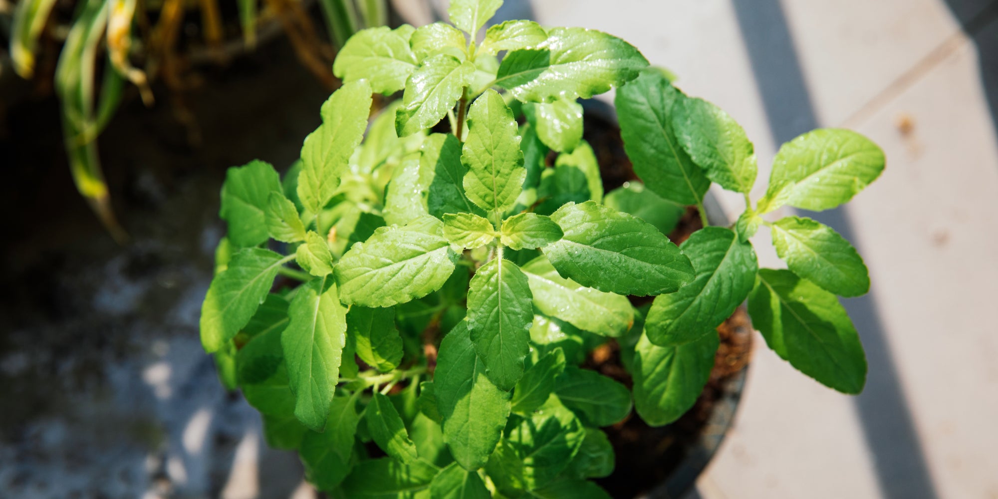 How Tulsi (Holy Basil) Can Alleviate Stress and Enhance Mental Clarity