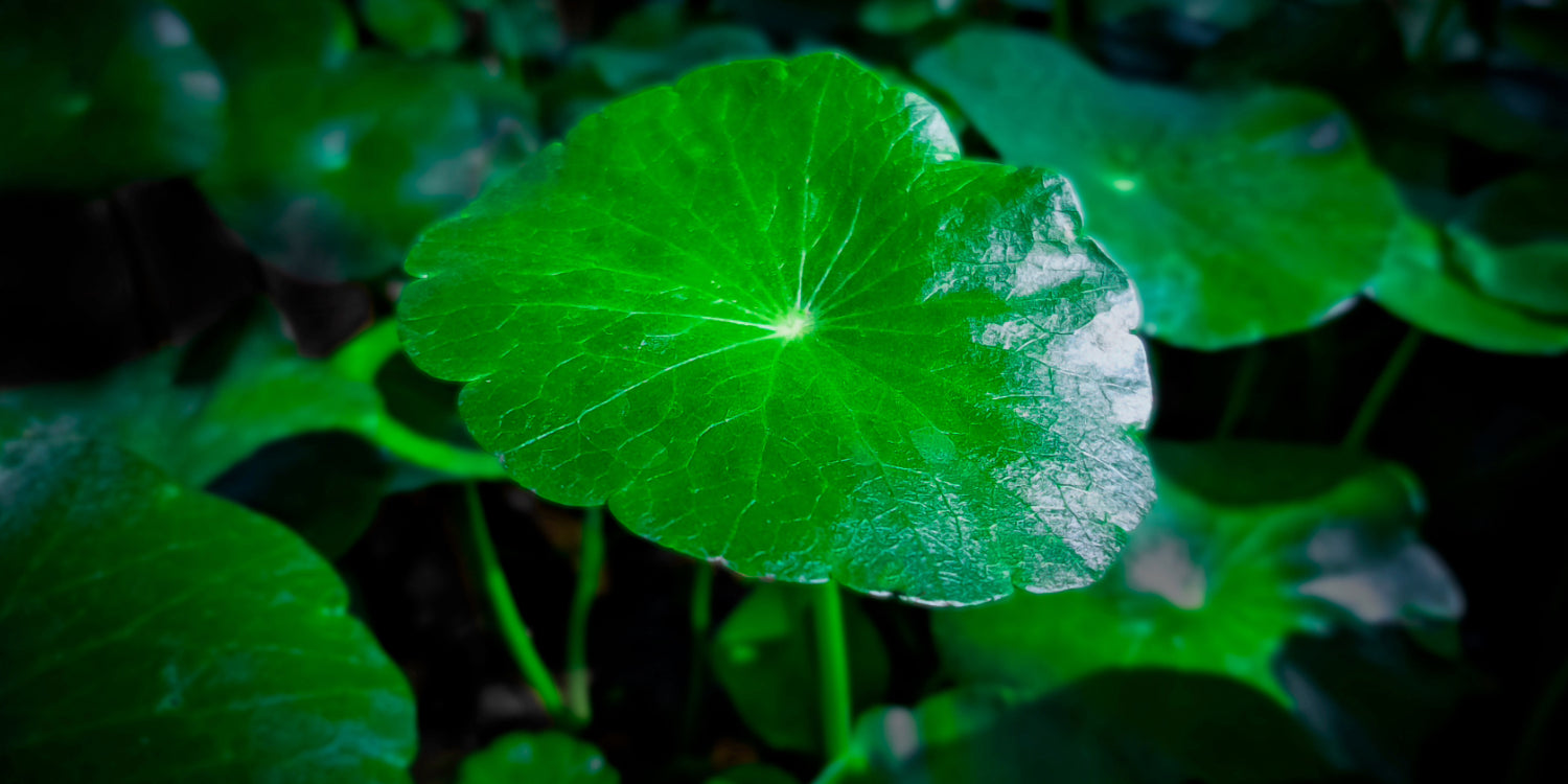 How Does Gotu Kola Combat Stress by Enhancing Mood and Cognition?