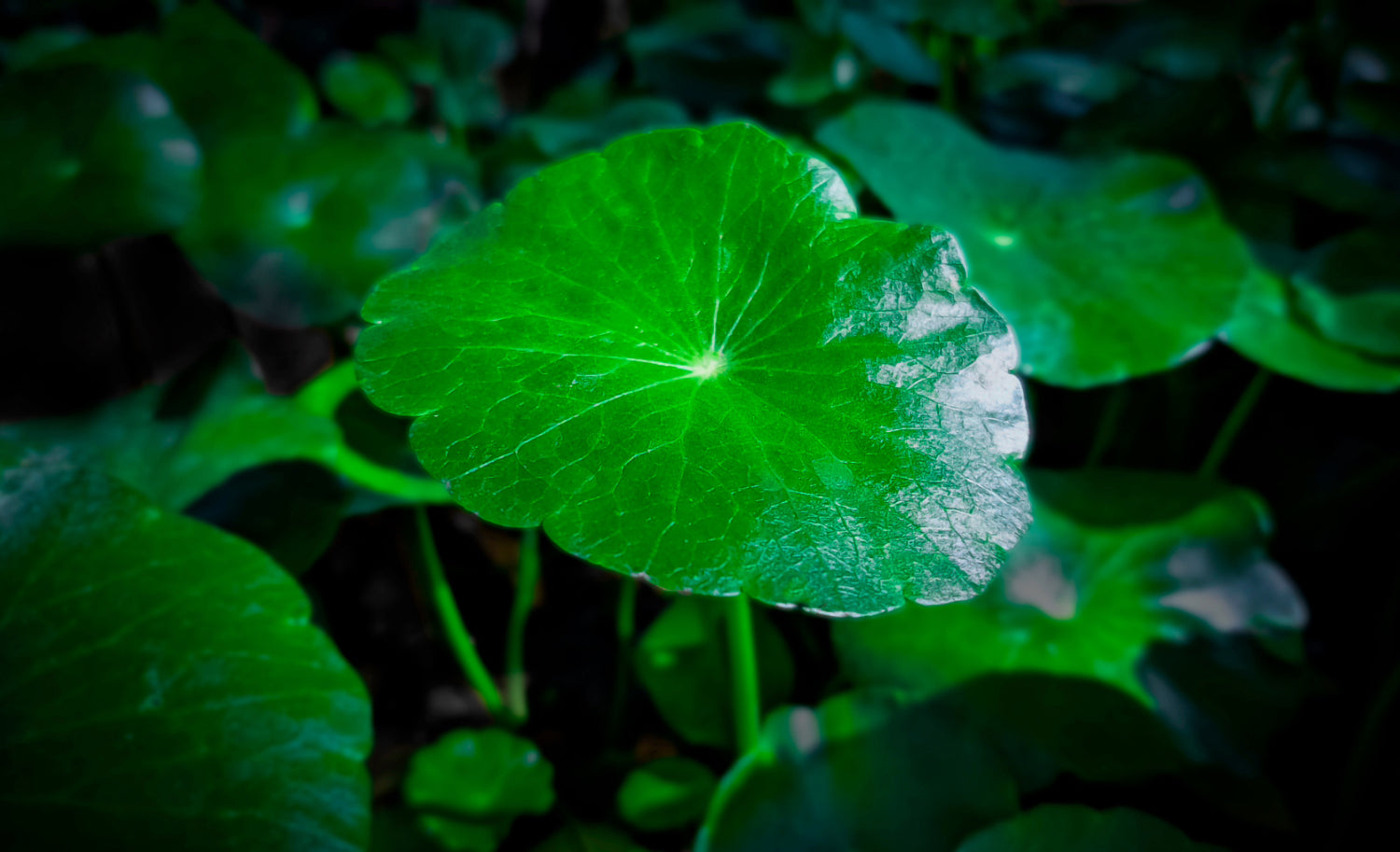 How Does Gotu Kola Combat Stress by Enhancing Mood and Cognition?