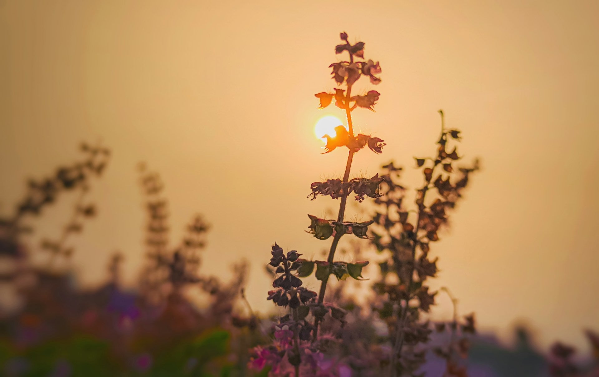 The Power of Tulsi in Reducing Stress and Improving Mood