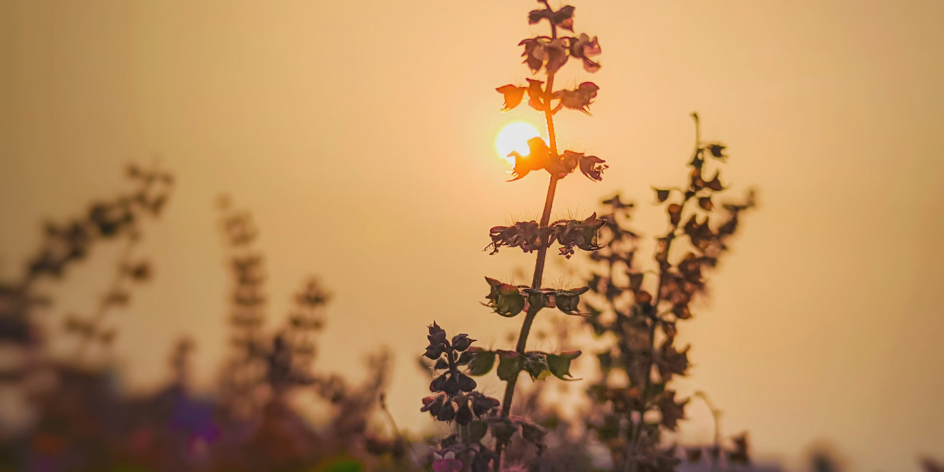 The Power of Tulsi in Reducing Stress and Improving Mood