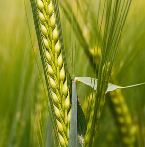 Organic Barley Grass