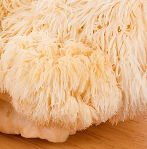 Organic Lion's Mane