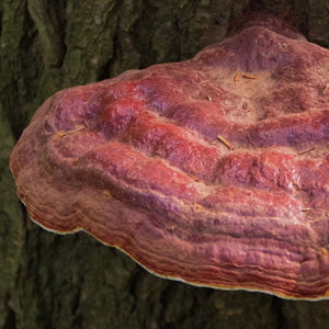 Organic Reishi