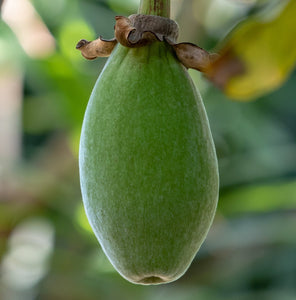 Organic Baobab