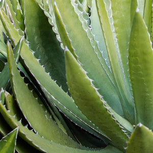 Organic Agave Inulin