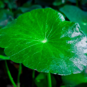 Organic Gotu Kola